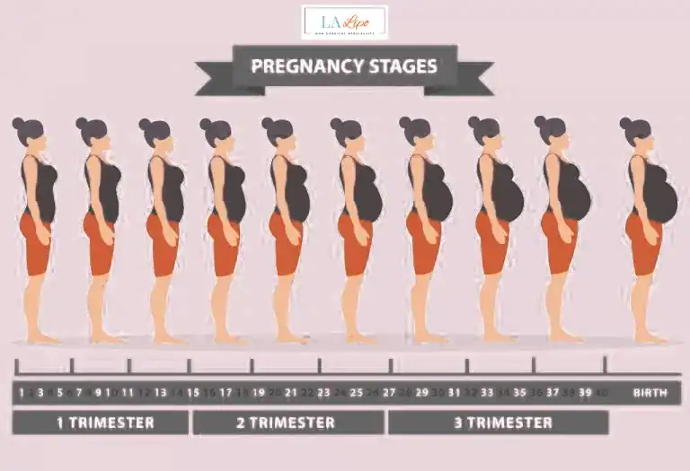 First Trimester (Weeks 1–12): Early Changes You Might Not Notice Redbourn